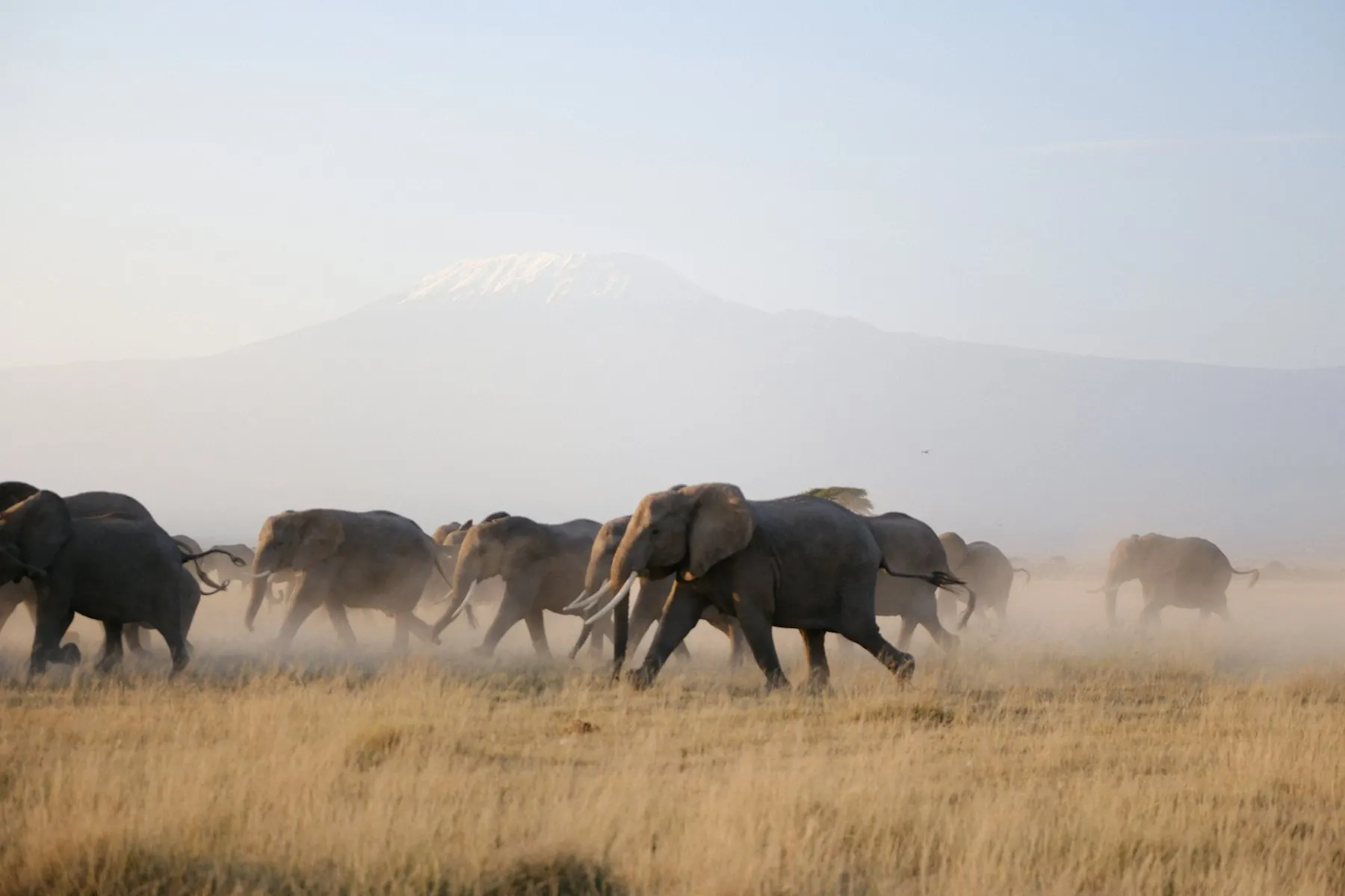 Elephant herd walking through dust with a snow-capped mountain behind