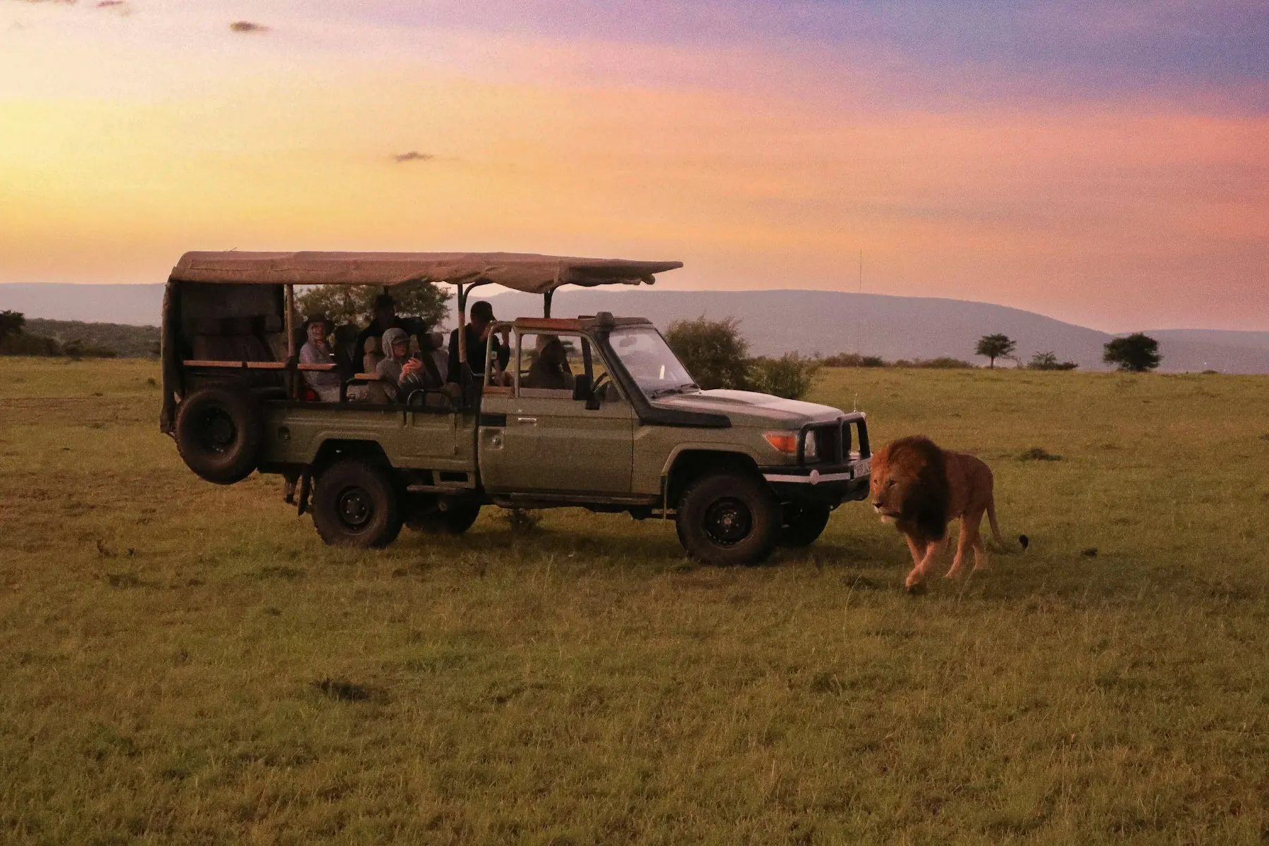 Male lion walking past a safari vehicle at sunset