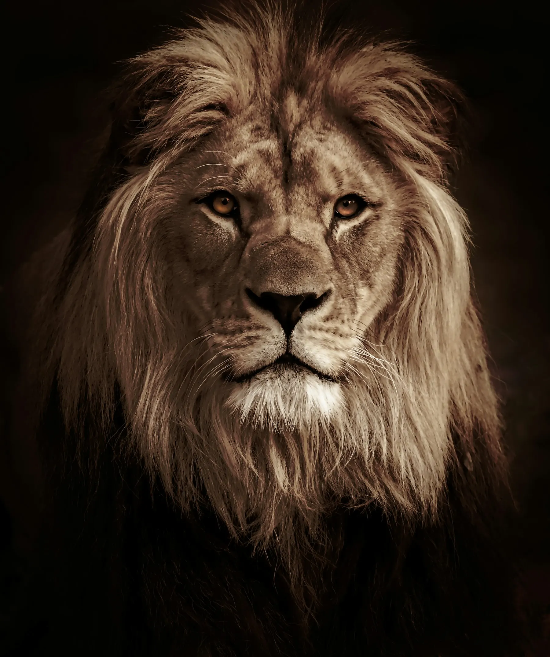 Close portrait of an adult male lion