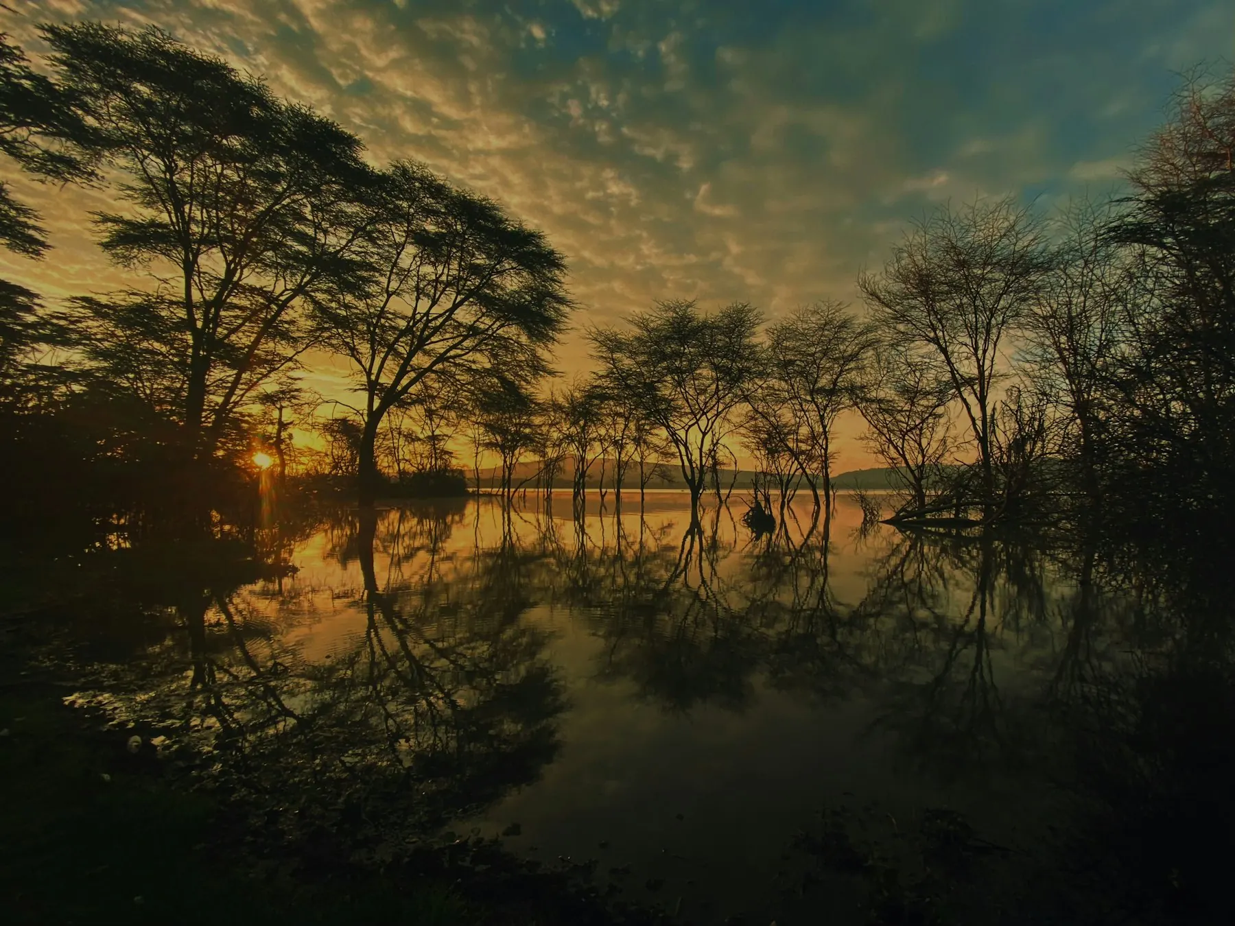Flooded acacia trees on a lake at sunset