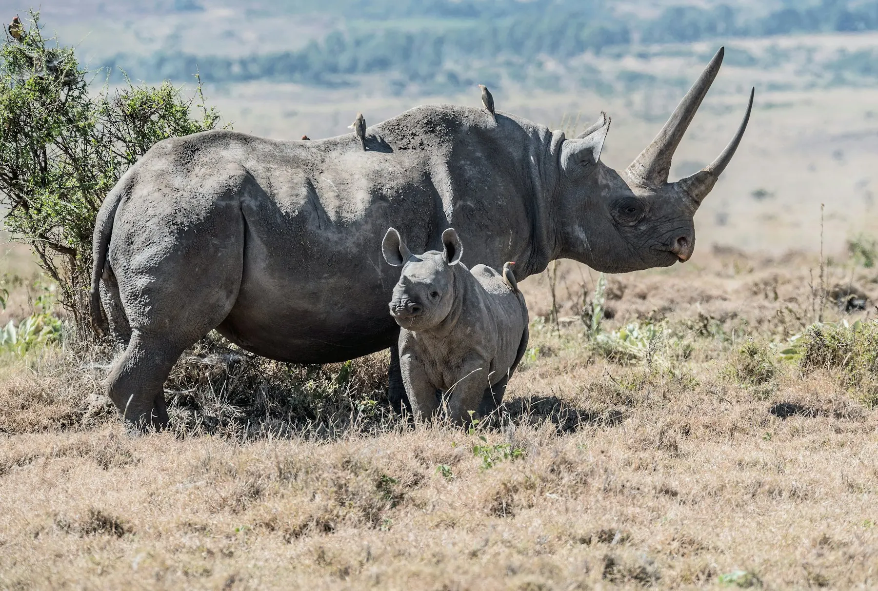 Adult white rhino with a calf in scrub grassland