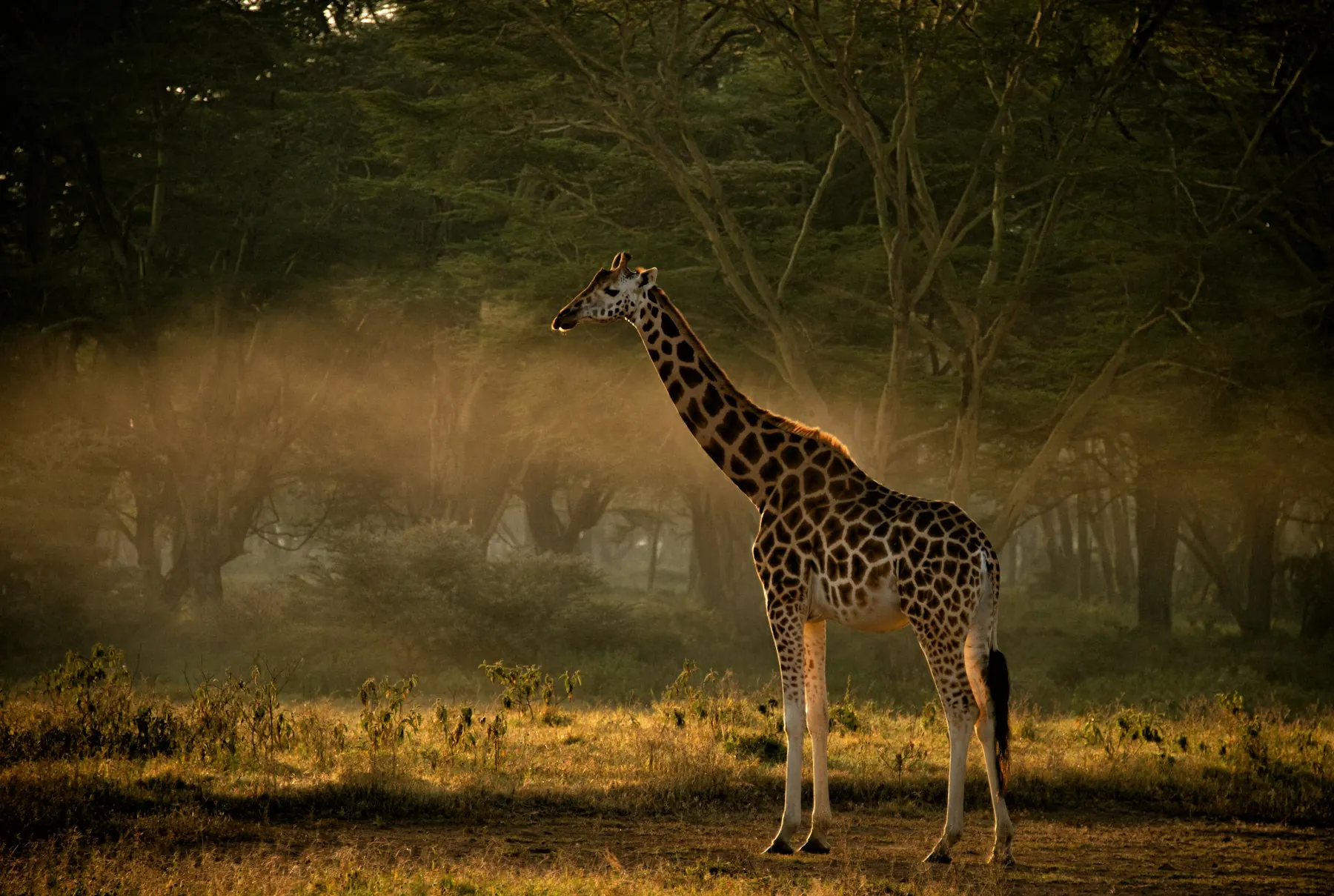 Giraffe standing in golden dust and low sunlight among trees