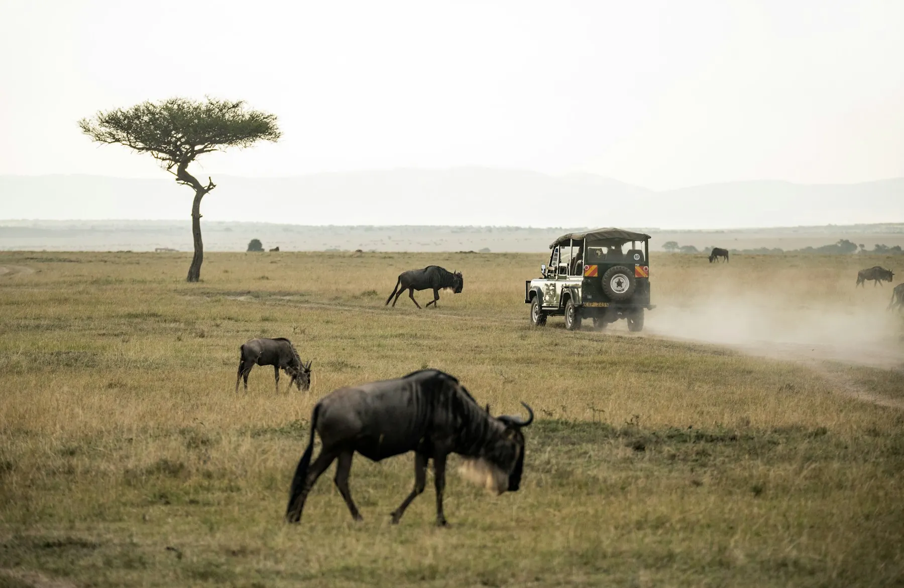 Wildebeest grazing near a safari vehicle on open plains