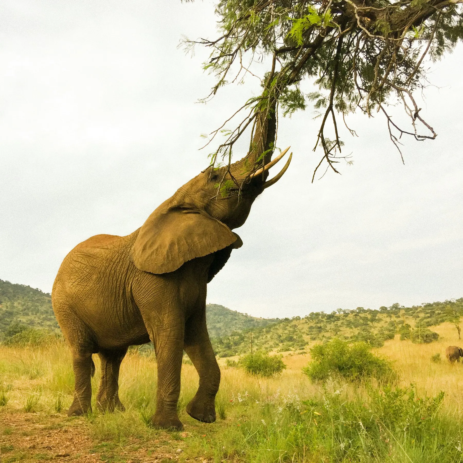 Elephant reaching up with its trunk into the branches of a tree