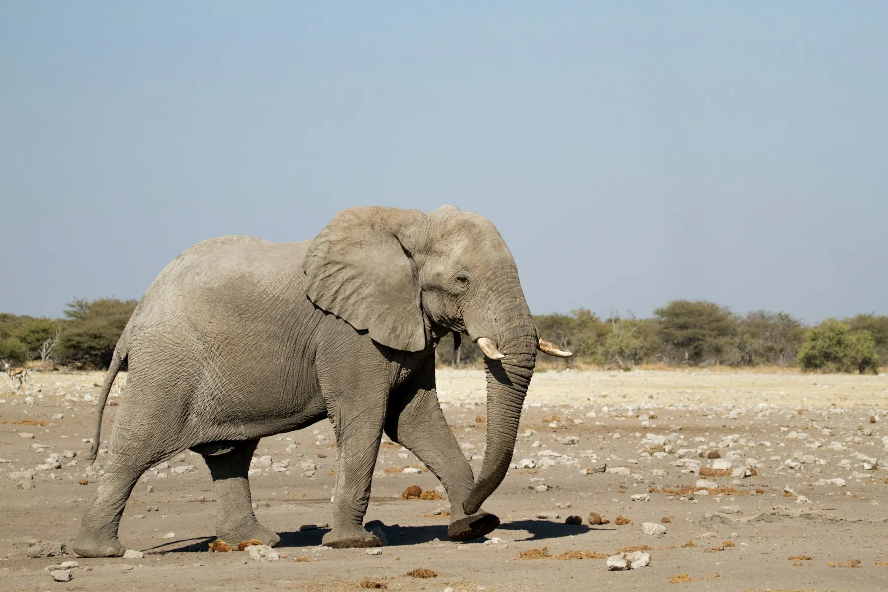 Elephant walking across an open dry plain beside scattered trees